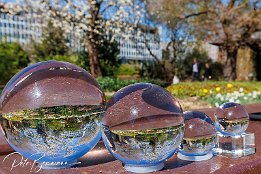 IR6_13376 Botansicher Garten - wieder mal ein Versuch mit mehreren Lensballs. Schne Spielerei