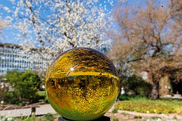 IR6_13382 Botansicher Garten - die Lensballs gibt es auch in unterschiedlichen Farben. Also noch mehr Mglichkeiten zum Experimentieren