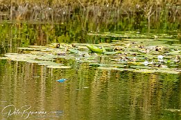 IMG_7D_08366 Eisvogel - im Tiefflug bers Wasser und am Schwan vorbei. Schau Dir die ganze Serie an.