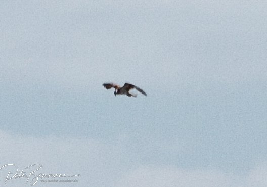 Adler auf der Jagd Beobachtung im Mritz-Nationalpark