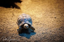 IR6_11188 Sternschildkrte